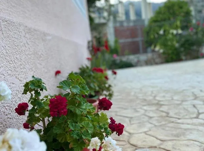 Noga * Borş